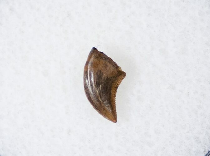 Raptor (Acheroraptor) Tooth - Montana #16041